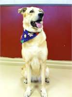 grooming pic 1 - sunny c